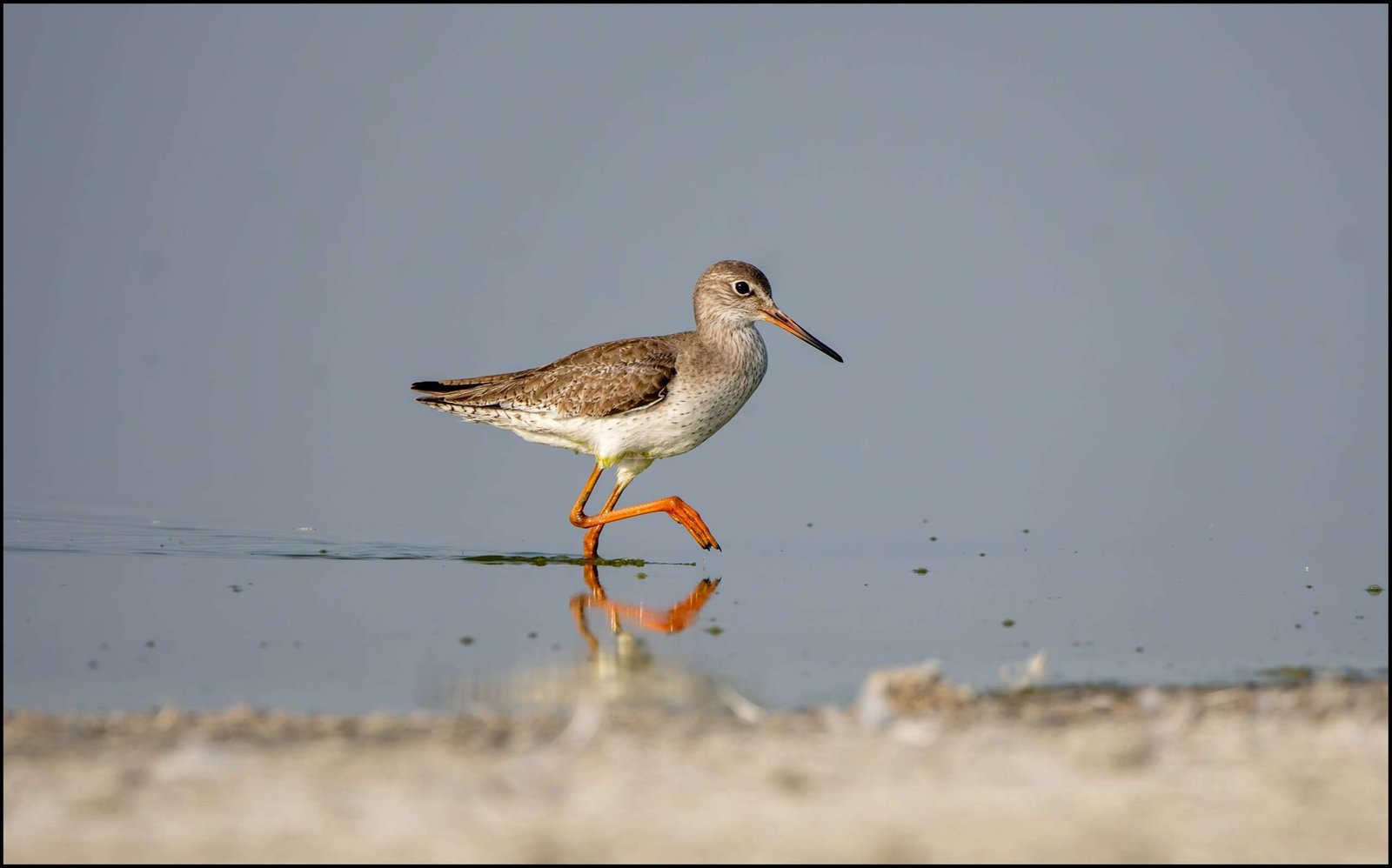 Redshank And Its Ruminative Rummage…  - Travel, Travails And Heck...