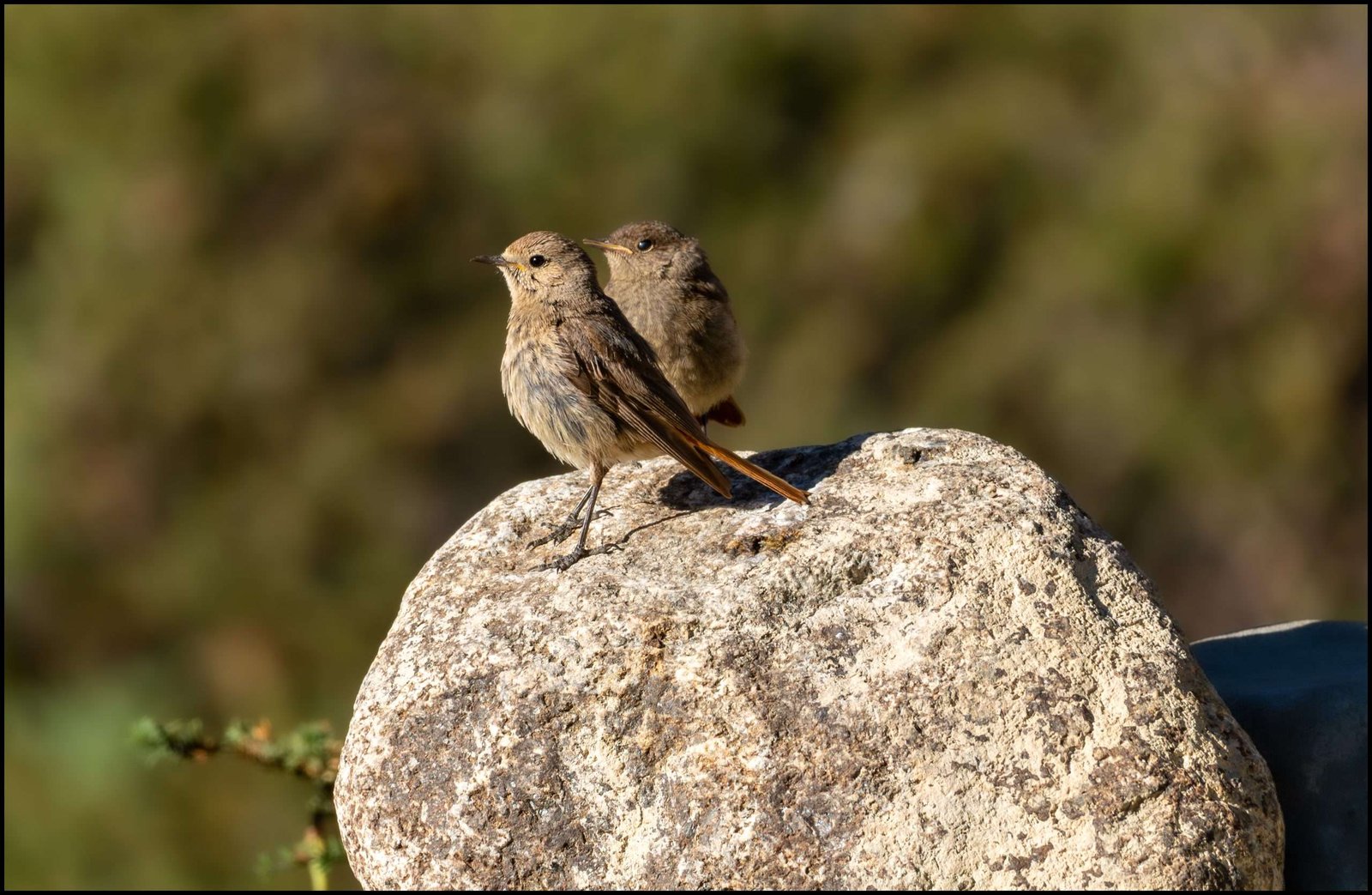 Redstarts and a family frenzy - travel, travails and heck...