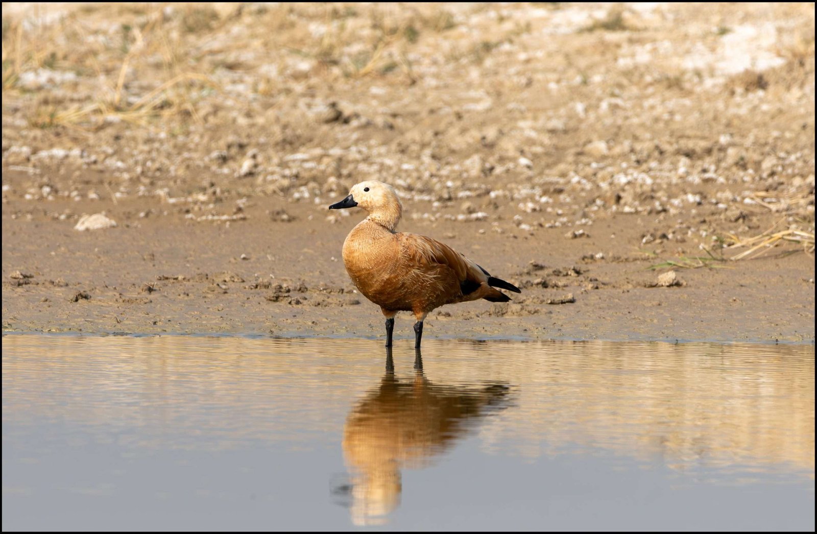 Ruddy Shelduck And Whimsical Waddles… - Travel, Travails And Heck...