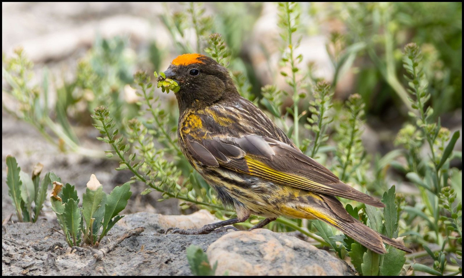 Serin On A Sultry Afternoon… - Travel, Travails And Heck...